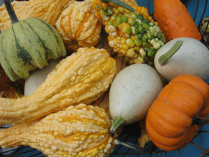 Zierkrbisse in vielen Formen und Farben waren auch 2009 Renner bei den Gsten des Kartoffelfestes.