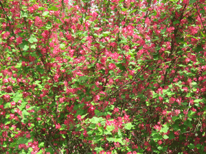 Die Natur erwacht - einer der blhenden Strucher an den Wegen im Ortskern von Bornum am Elm.
