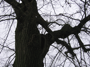 Die Bornumer Dorflinde - Wappenbaum von Bornum am Elm