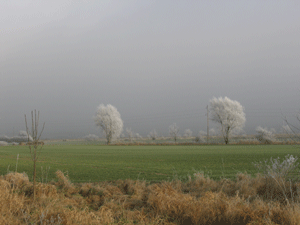 Bornum am Elm - In den Mühlenmorgen - Dezemberfrost