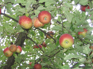 Frühe Apfelernte in den Bornumer Gärten