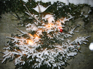 Der kleinste und vielleicht lteste Bornumer Weihnachtsbaum, festlich geschmckt.