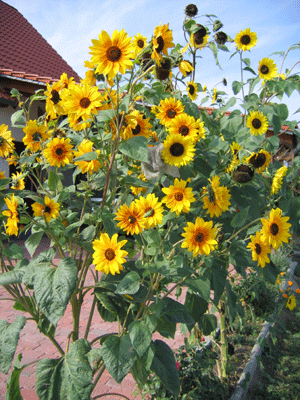 Bornum-Sonnenblumen